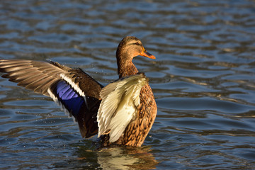 Female of mallard (Anas platyrhynchos) spreading wings