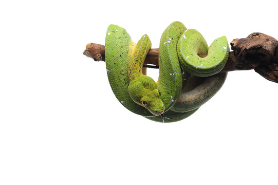 Green tree python isolated on white background