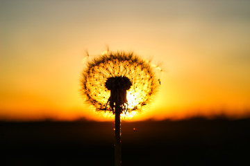 white fluffy dandelion and orange sunset