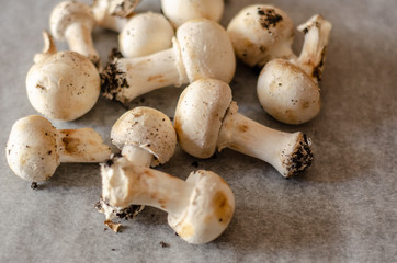 freshly harvested dirty mushrooms spread on paper, raw and healthy vegetables