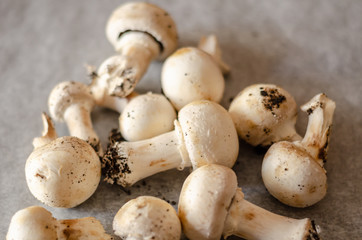 freshly harvested dirty mushrooms spread on paper, raw and healthy vegetables