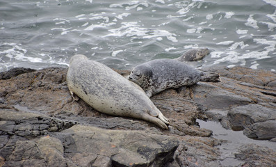 Harbor Seals on the N. California coast