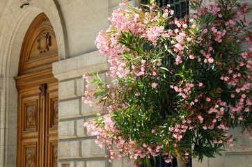 Fototapeta na wymiar Lauriers roses, ville de Nîmes, département du Gard, France