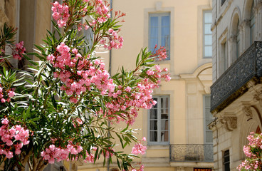 Fototapeta na wymiar Lauriers roses, ville de Nîmes, département du Gard, France