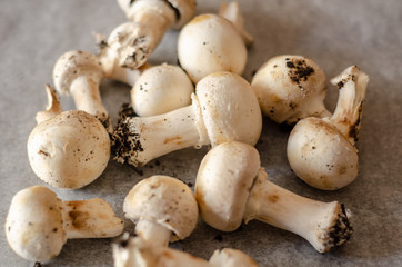 freshly harvested dirty mushrooms spread on paper, raw and healthy vegetables