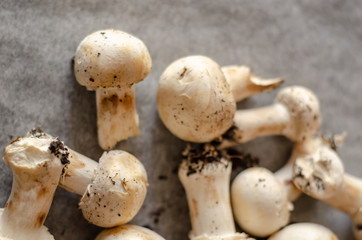 freshly harvested dirty mushrooms spread on paper, raw and healthy vegetables