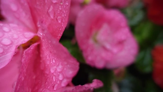 close up, rain drop on Hollyhock flower