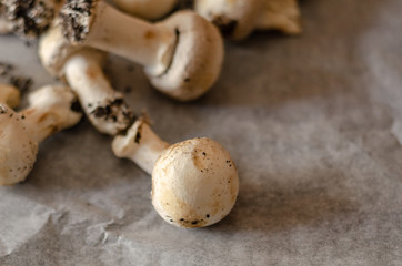 freshly harvested dirty mushrooms spread on paper, raw and healthy vegetables
