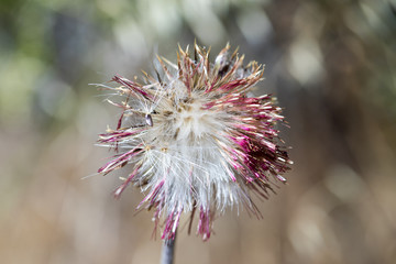 Milk Thistle (Silybum marianum) head. Santa Clara County, California, USA.