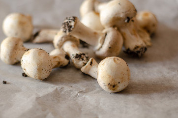 freshly harvested dirty mushrooms spread on paper, raw and healthy vegetables