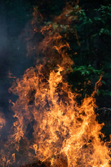 Large bonfire flames in green forest at dusk