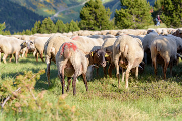 Naklejka na ściany i meble Flock of sheep grazing. El Tarter, Canillo, Andorra.
