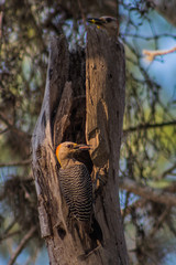 Woodpeckers Feeding Chicks