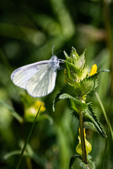 Cryptic Wood White butterfly hanging from a plant