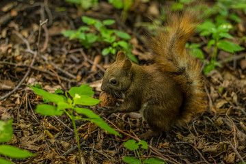 squirrel animal wildlife portrait eat nut on green summer natural forest environment