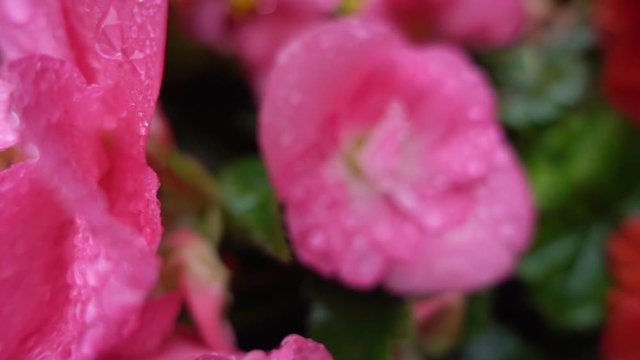 close up, raindrops on red and pink flowers