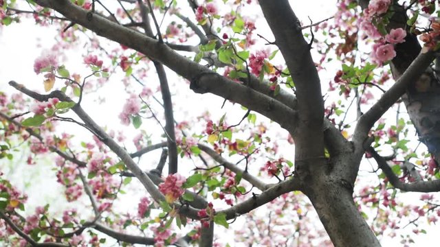 Low angle, pink flowers on tree