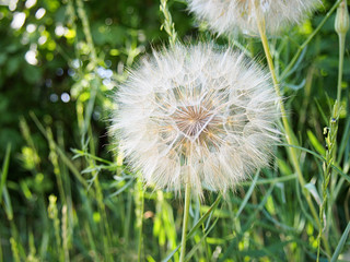 Dandelion flower with seeds ball close up