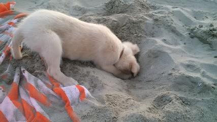 Cagnolino che scava sulla sabbia © sommaria