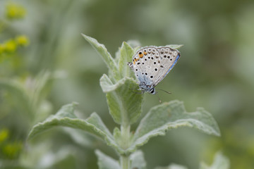 Lycaenidae / Gümüş Lekeli Esmergöz / / Plebejus argus	     