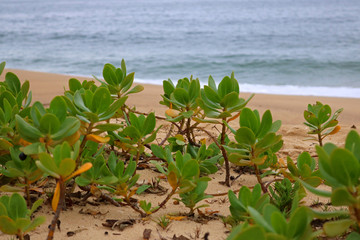 Praia