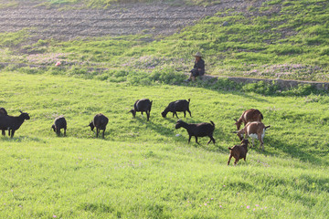 River bank wetland original ecological scenery