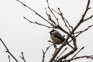 Carolina Chickadee