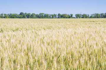 Field of rye ears of future bread in early summer