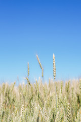 Field of rye ears of future bread in early summer