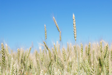 Field of rye ears of future bread in early summer