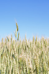 Field of rye ears of future bread in early summer