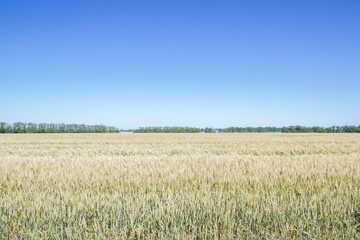 Field of rye ears of future bread in early summer