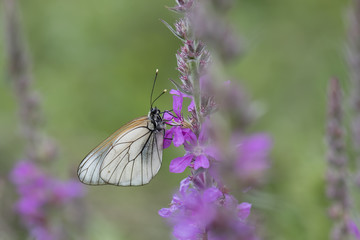 Pieridae / Alıç Kelebeği / Black-veined White / Aporia crataegi	
