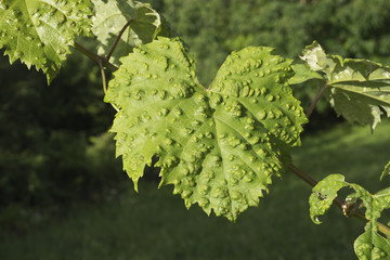 green diseased grapevine leaves