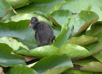 Junge Teichralle (Teichhuhn)