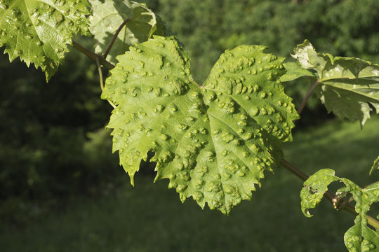 green diseased grapevine leaves