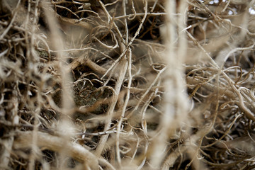 branches of plant