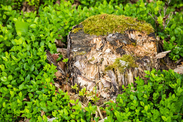 Stump surrounded by thickets of blueberries