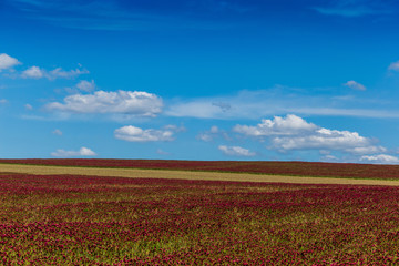 Fototapeta na wymiar Red clover field and blue sky in summer day.