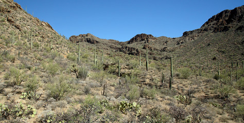 Saguaro cacti in a mountain valley in the Arizona Sonoran Desert