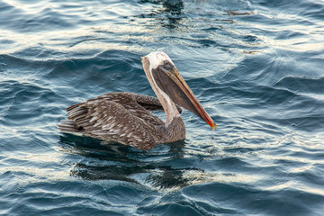 Brown Pelican Floating Serenely on Blue Ocean, Galapagos Islands, Ecuador