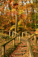 forêt en automne