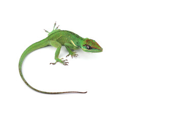 Knight Anole isolated on white background