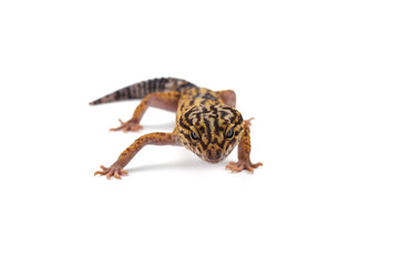 Leopard Gecko isolated on white background