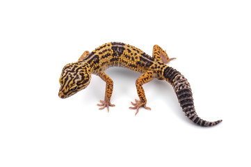 Leopard Gecko isolated on white background
