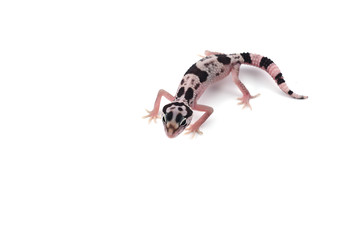 Leopard Gecko isolated on white background