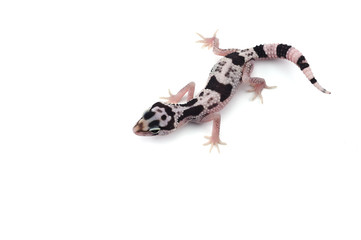 Leopard Gecko isolated on white background