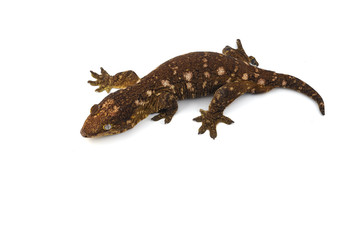 New Caledonian giant gecko isolated on white background
