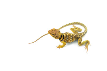 The common collared lizard isolated on white background