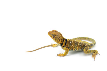 The common collared lizard isolated on white background